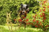 BEAUCERON 793